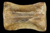 Fossil Theropod Caudal Vertebra - Hell Creek Formation #114530-1